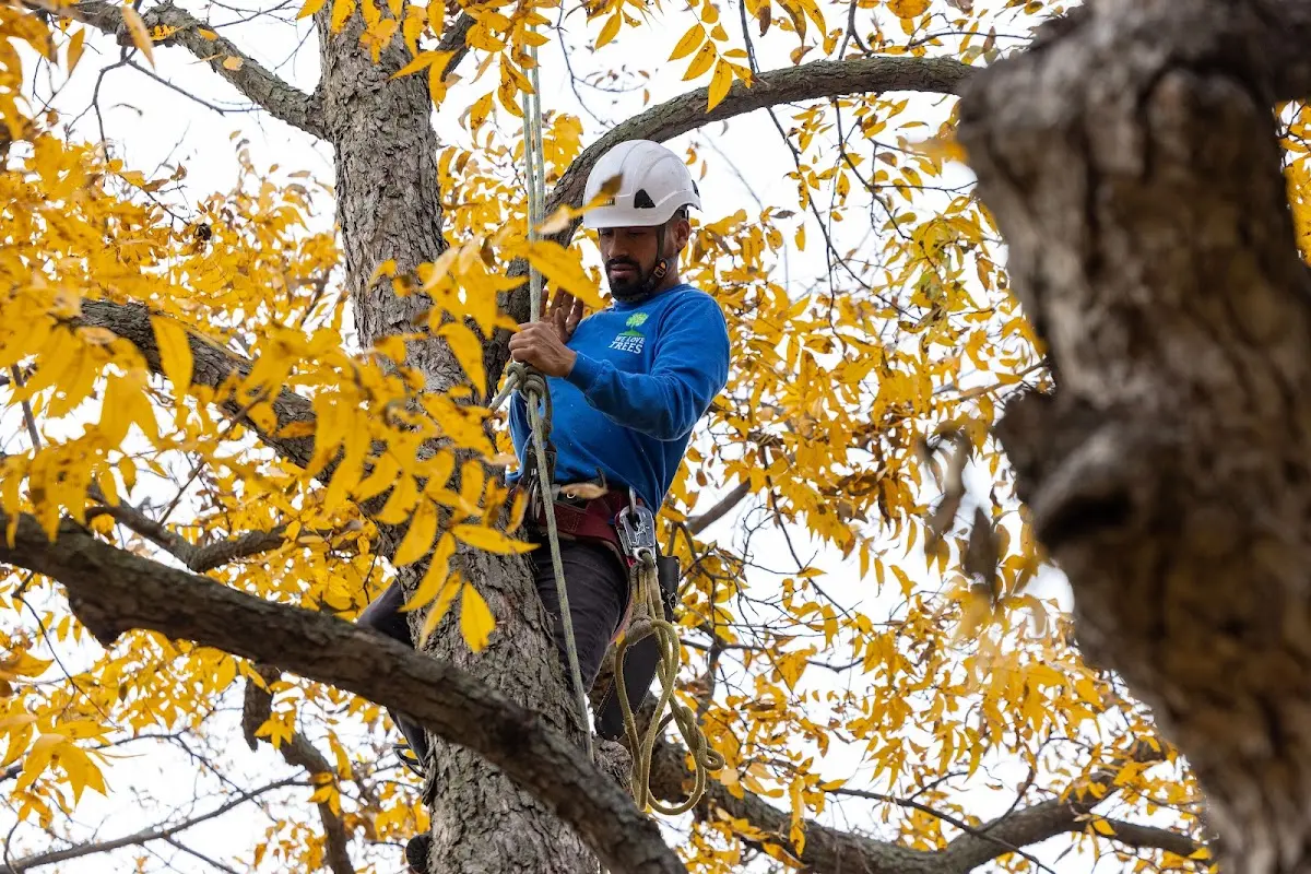 Skilled Tree Pruning crew working in Hopewell